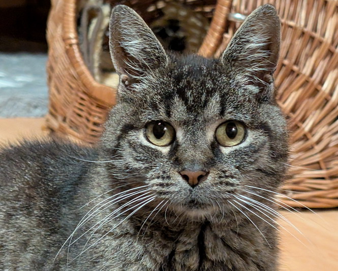 Katzenoma Mimi ist ein Schätzchen